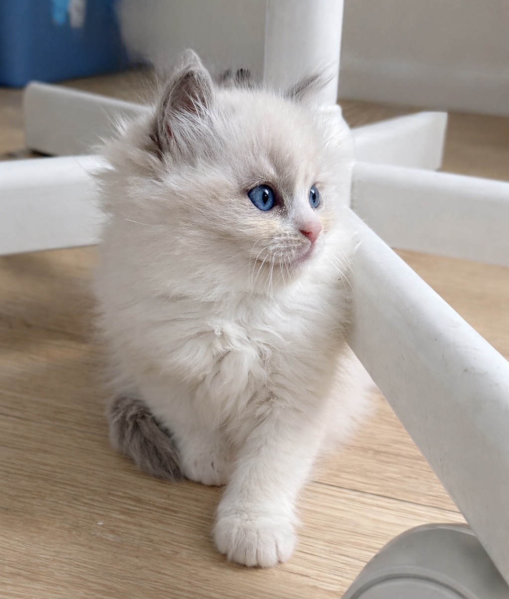 Henio ragdoll blue bicolor z hodowli Akwamaryn PL