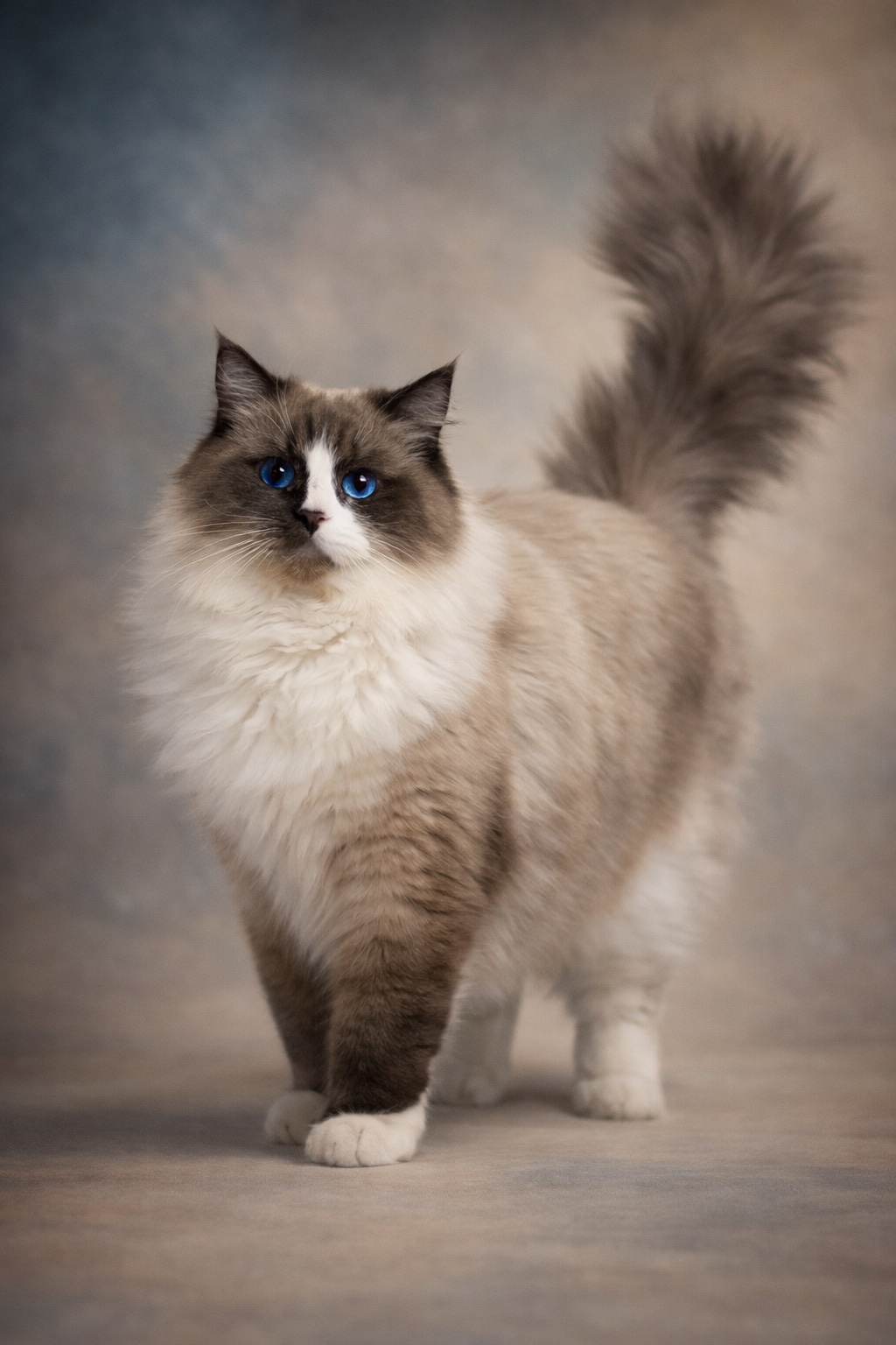 Oreo Pałuckie Pupile*PL